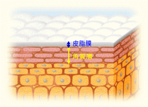 image}
